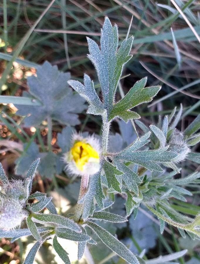 Ranunculus bulbosus — search result for 'Ranunculus'