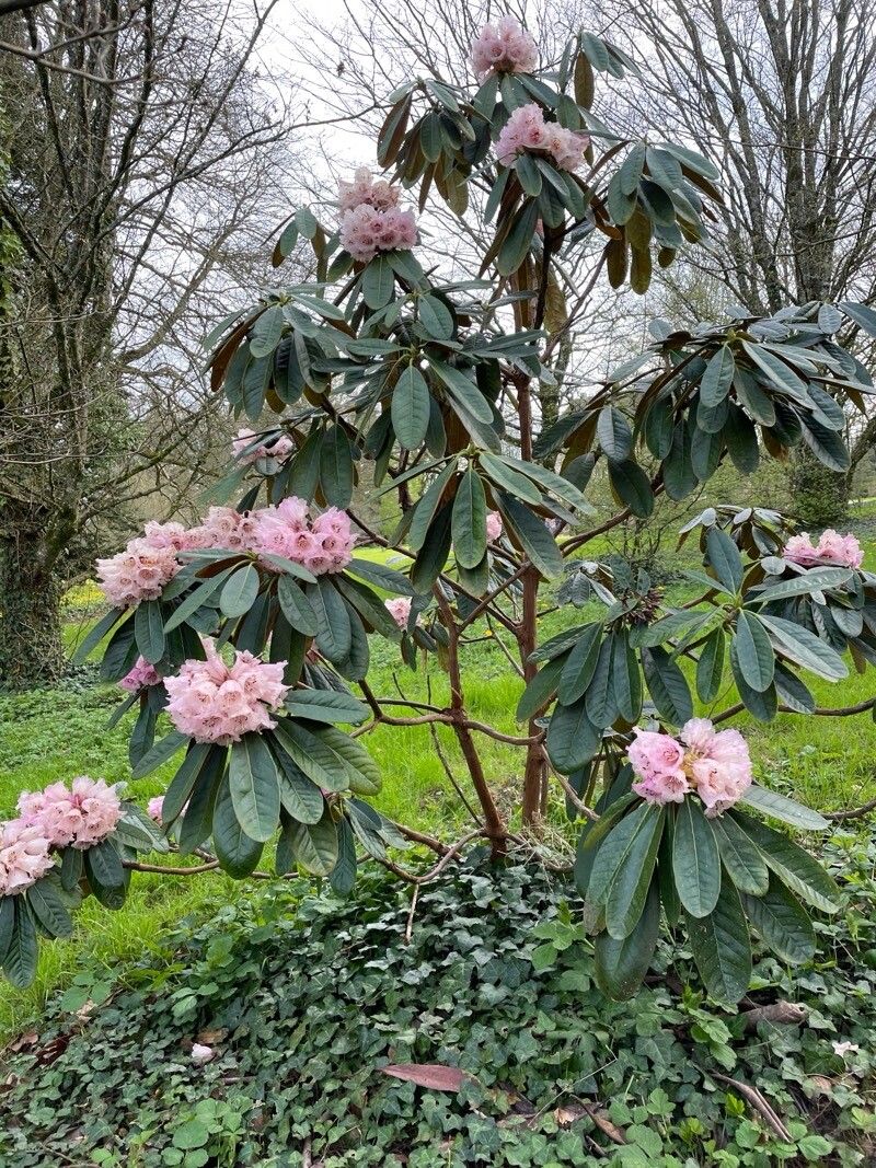 Rhododendron beesianum — houseplant care guide