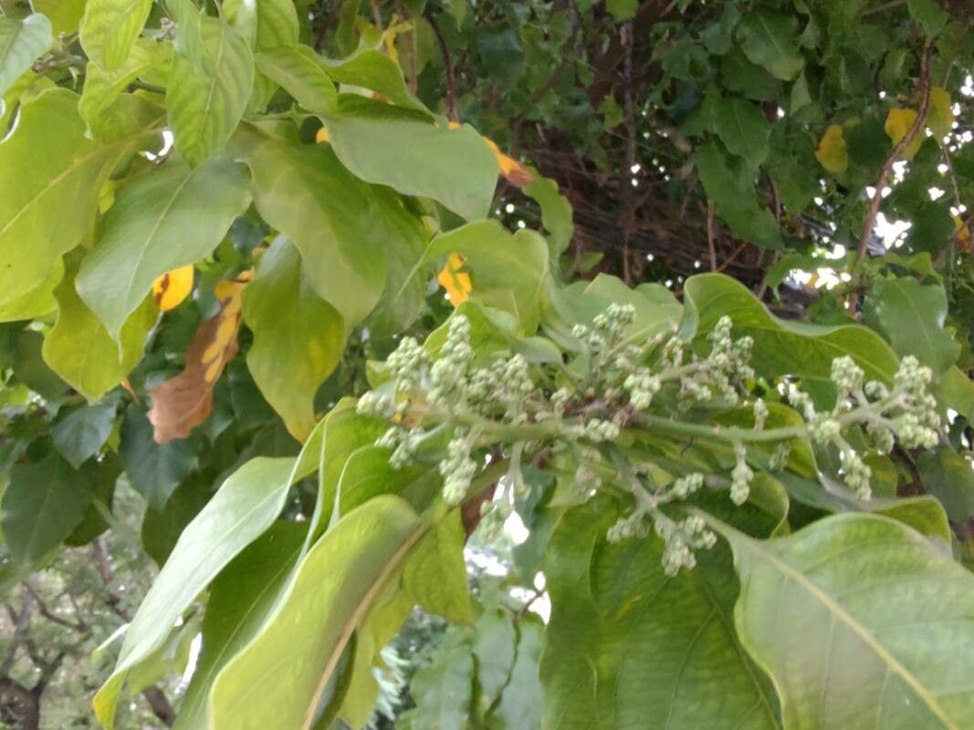 Combretum woodii flower