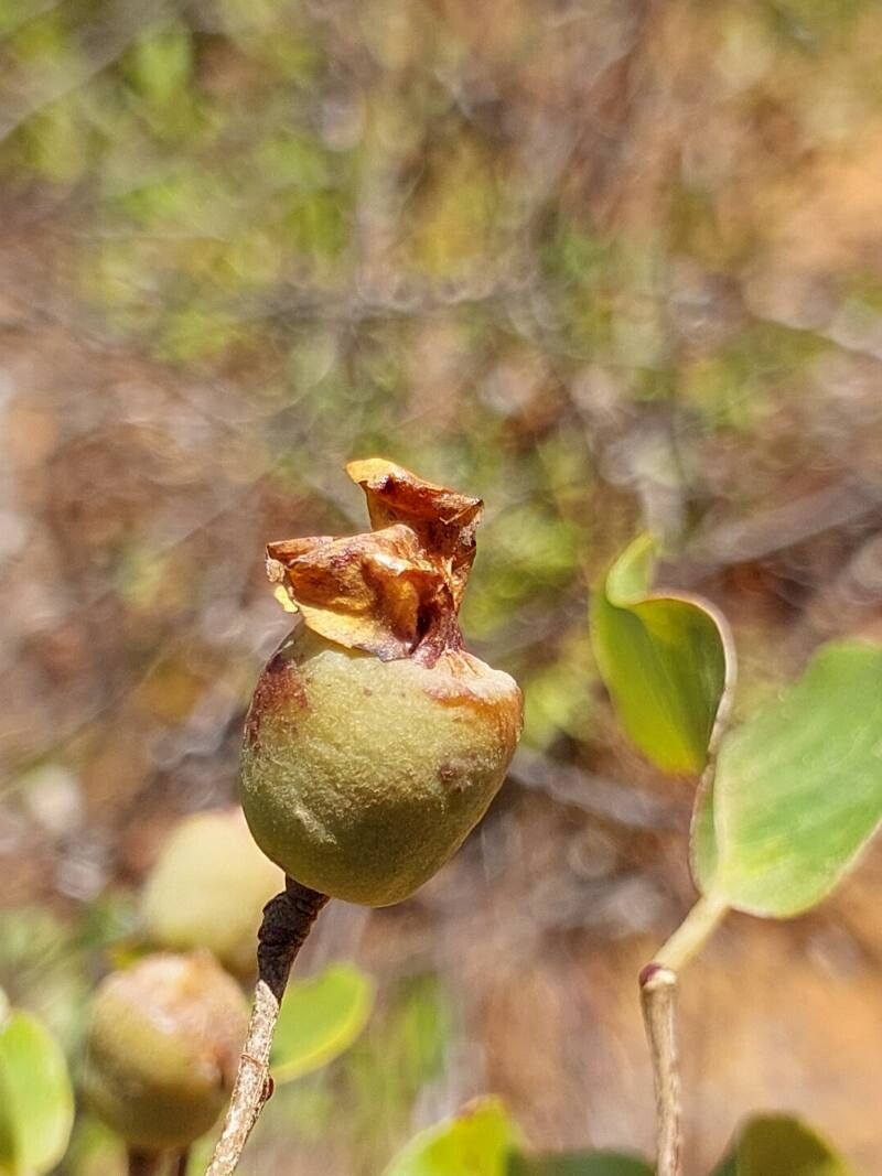 Leptolaena cuspidata fruit