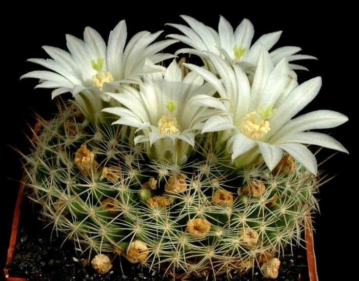 Mammillaria coahuilensis flower
