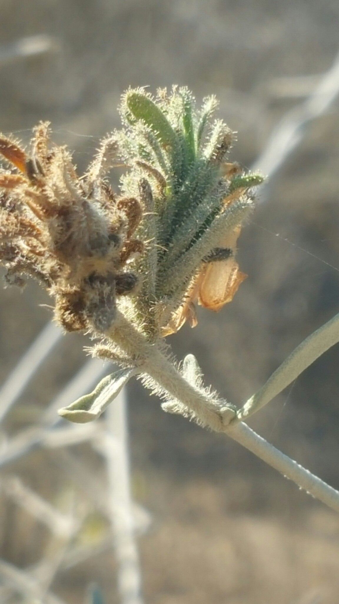 Hypoestes chlorotricha flower