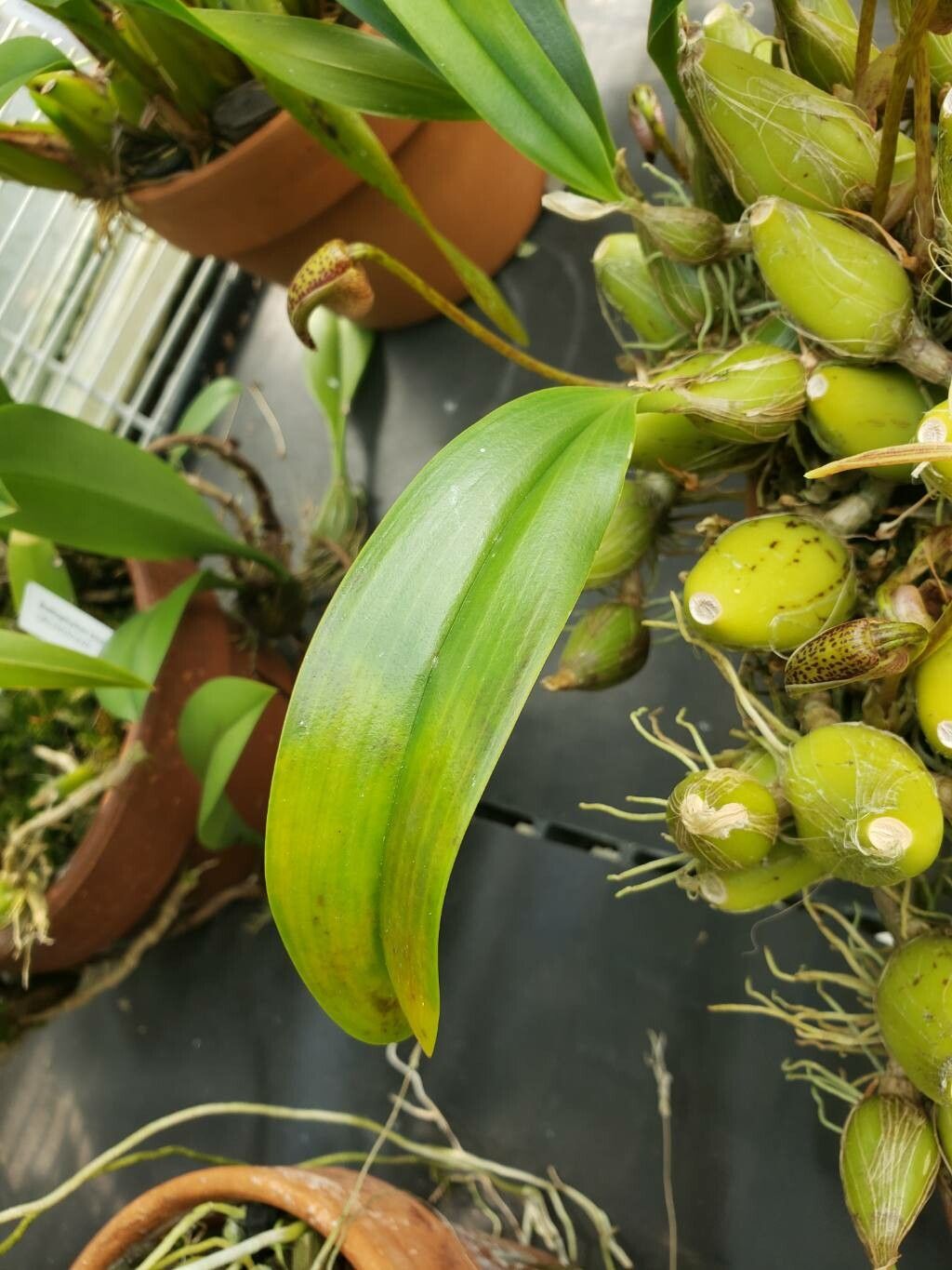 Bulbophyllum facetum — houseplant care guide