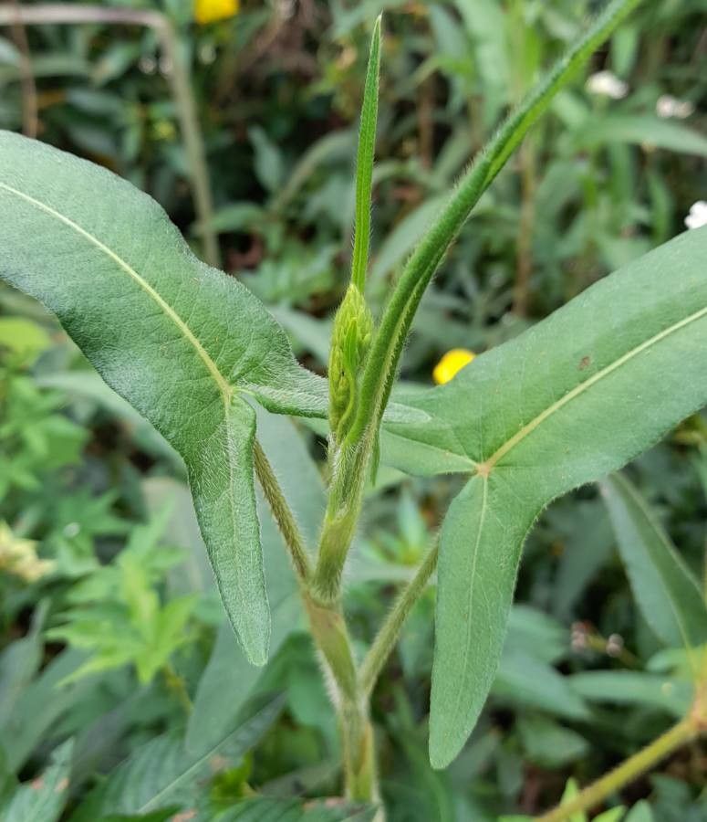 Polygonum stelligerum leaf