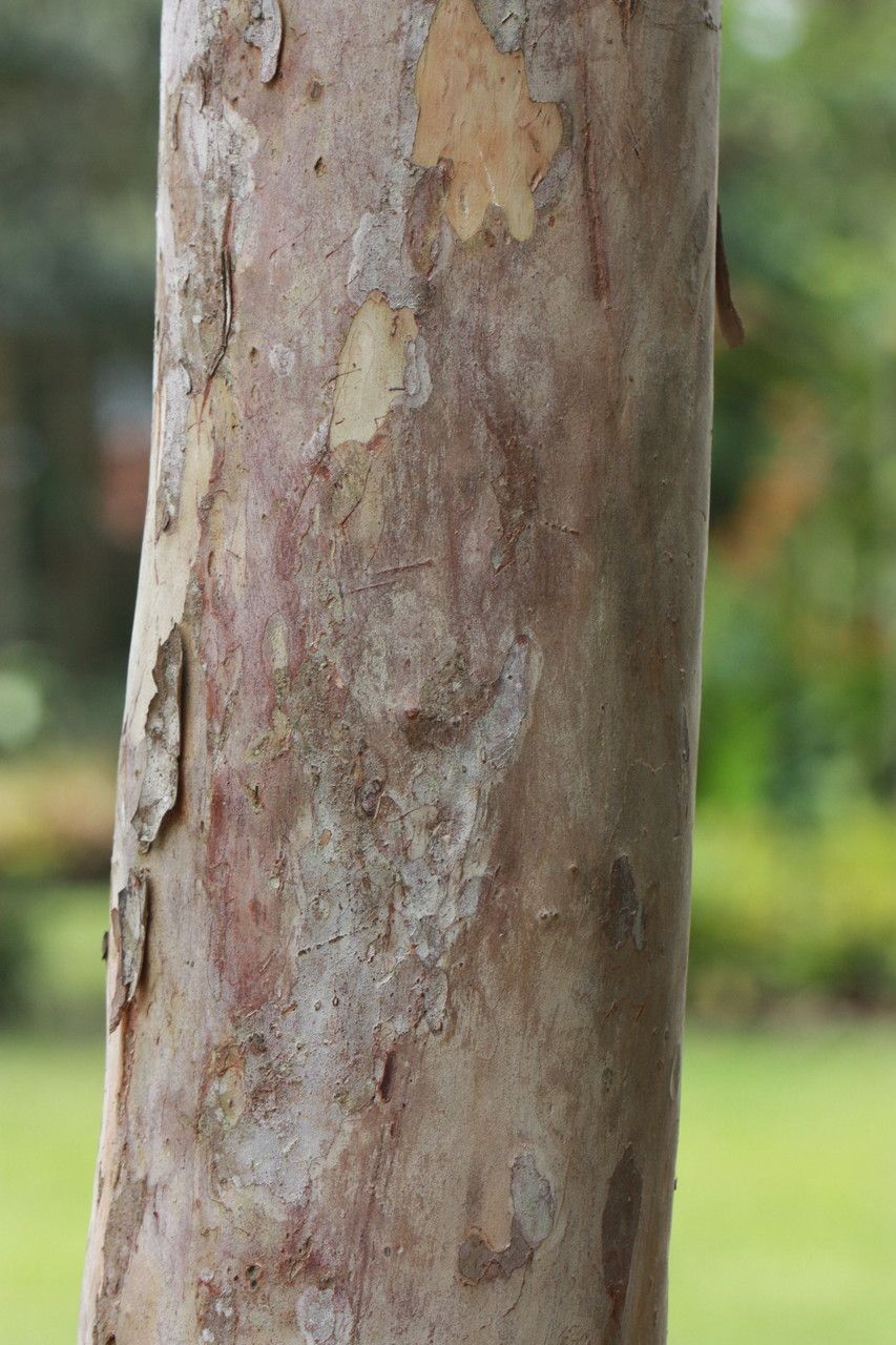 Myrcianthes fragrans bark