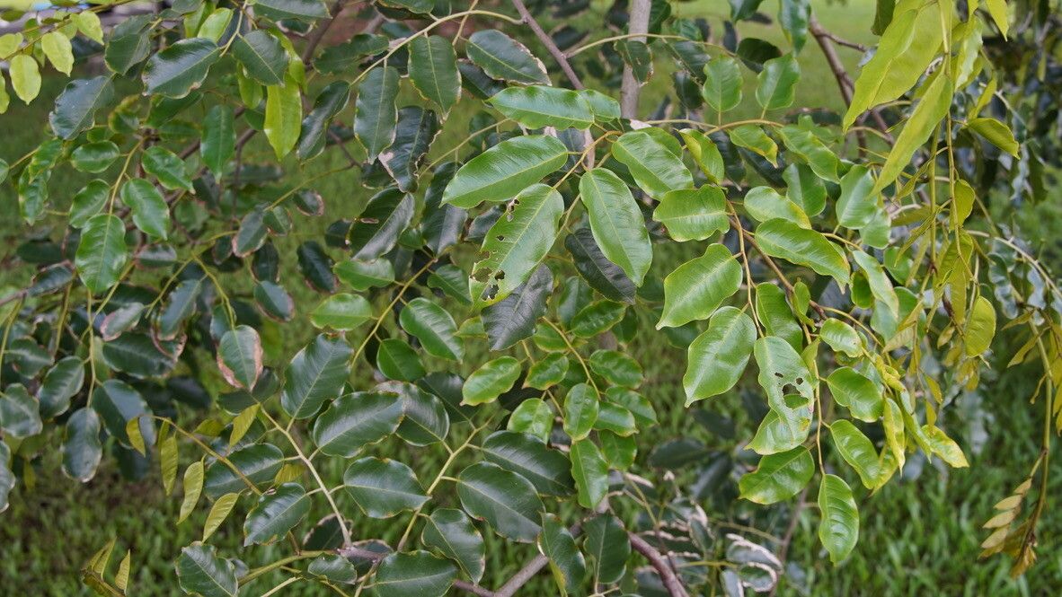 Pterocarpus tinctorius — search result for 'Pterocarpus'