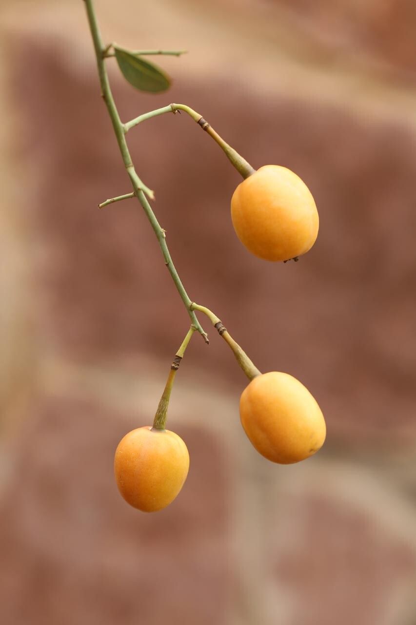 Maerua aethiopica fruit