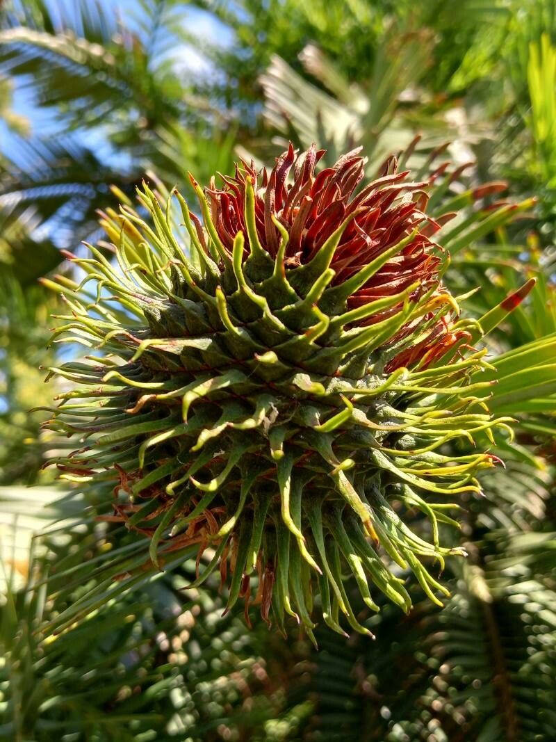 Wollemia nobilis flower