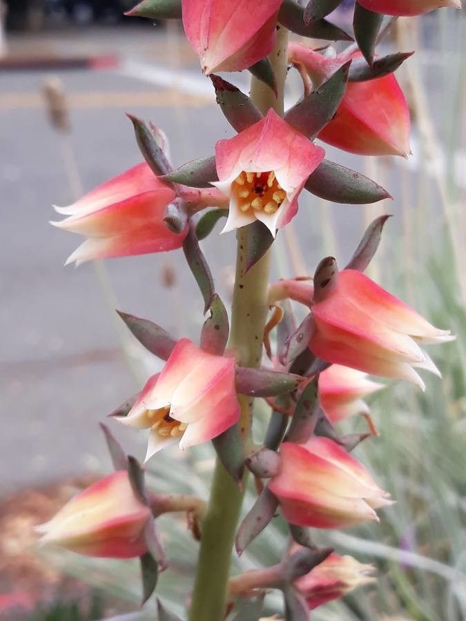 Echeveria nodulosa flower