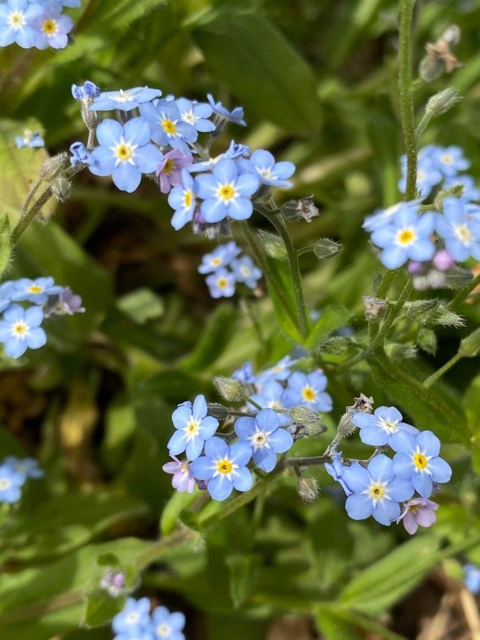 Myosotis sicula flower