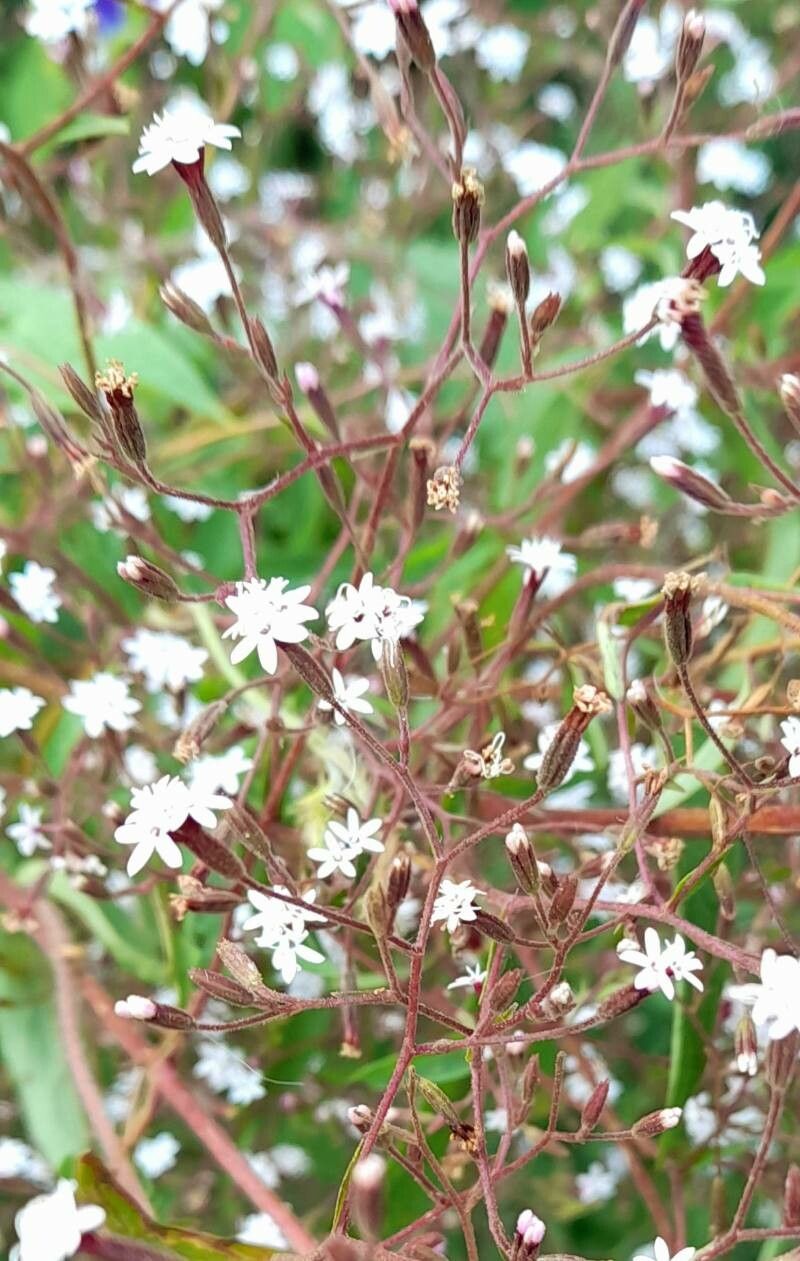 Stevia yaconensis — houseplant care guide