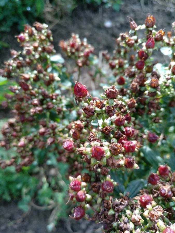 Hypericum richeri fruit