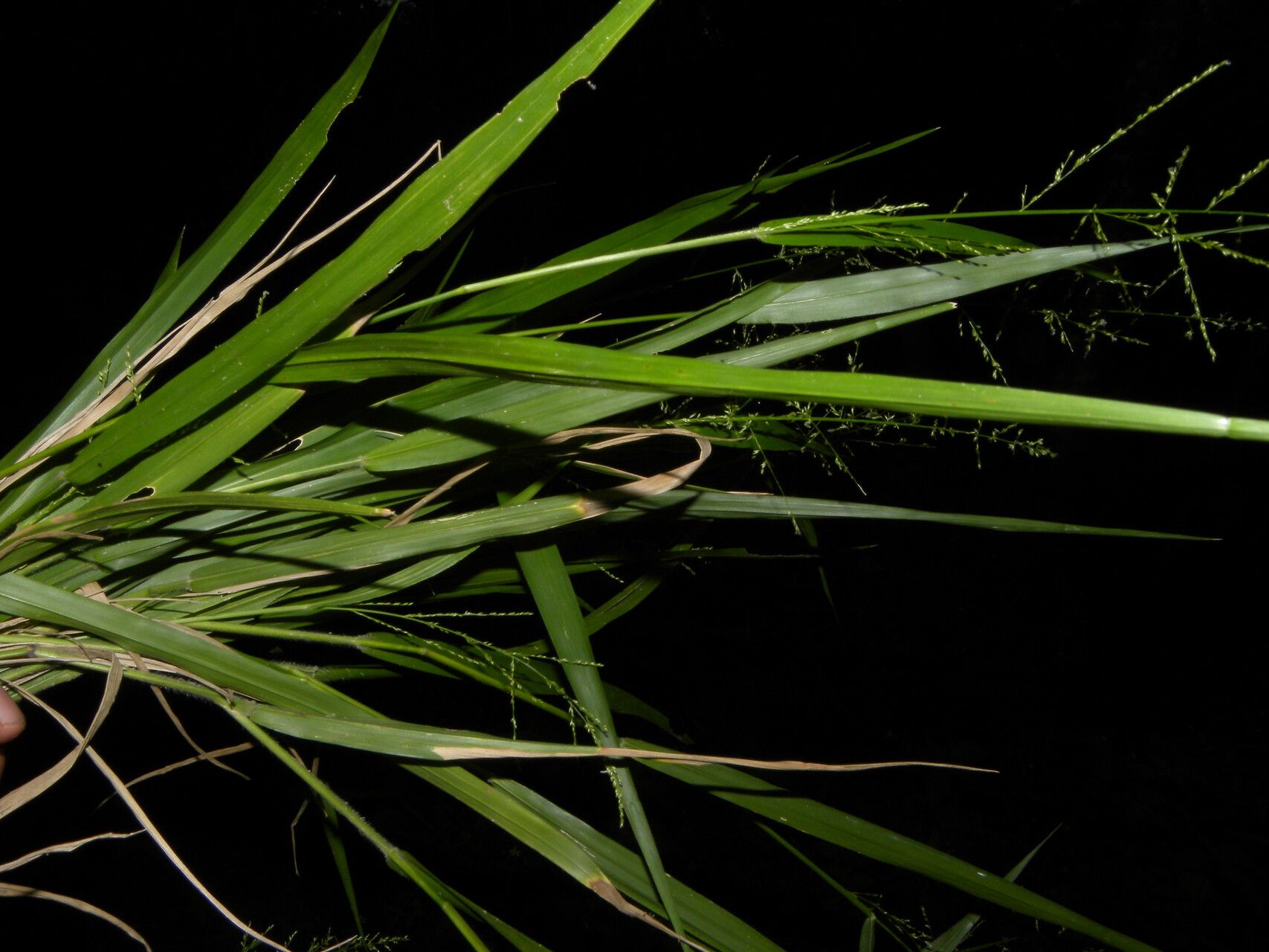 Panicum hirsutum fruit