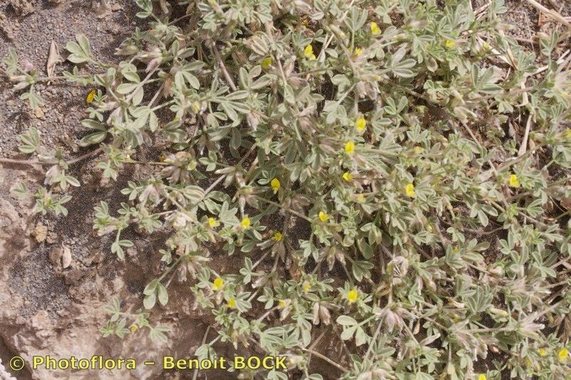 Lotus brunneri — search result for 'Lotus'