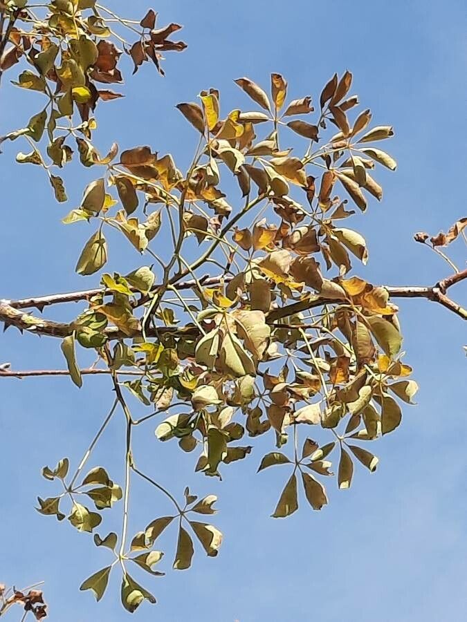 Ceiba insignis — search result for 'Ecuador'