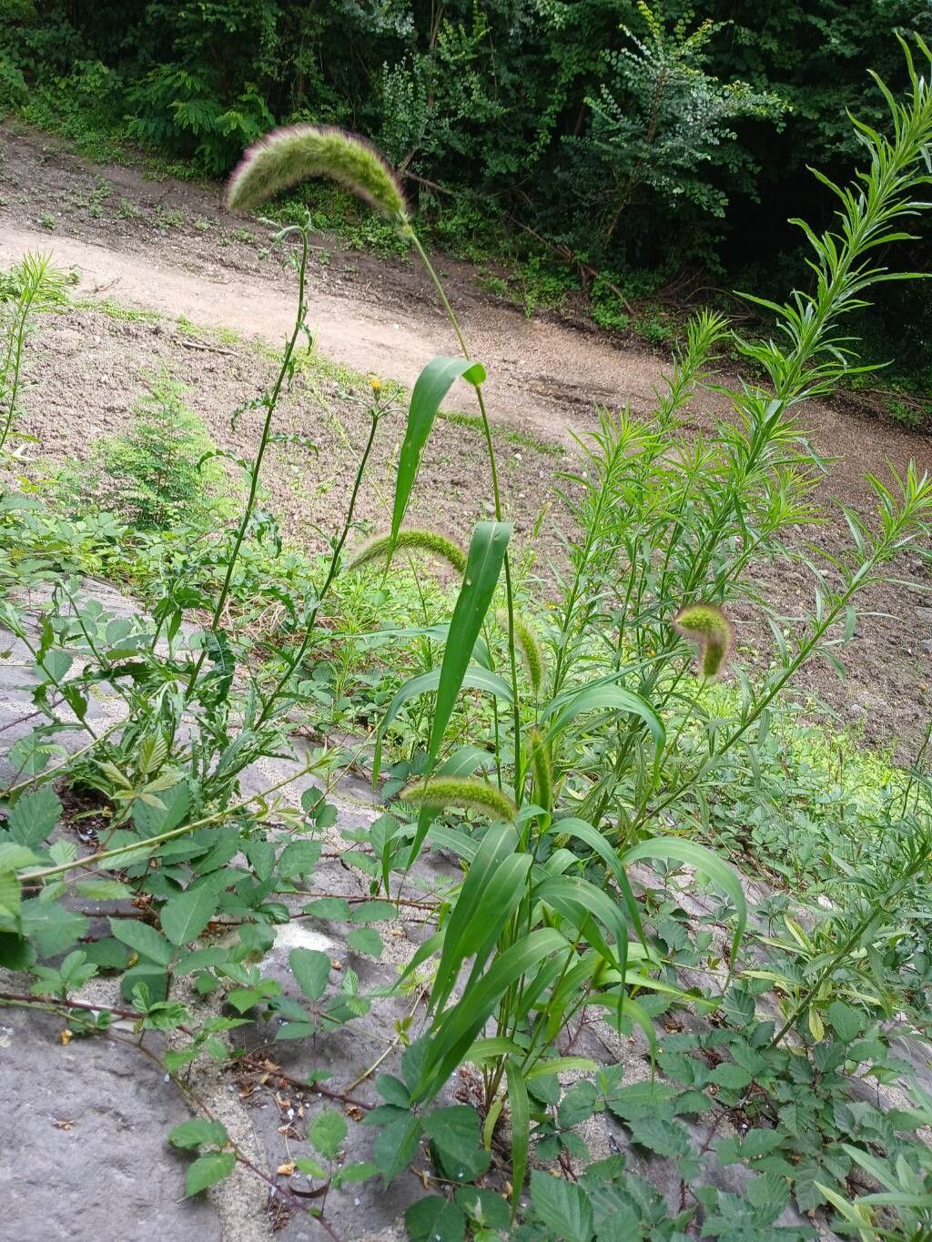 Setaria italica habit