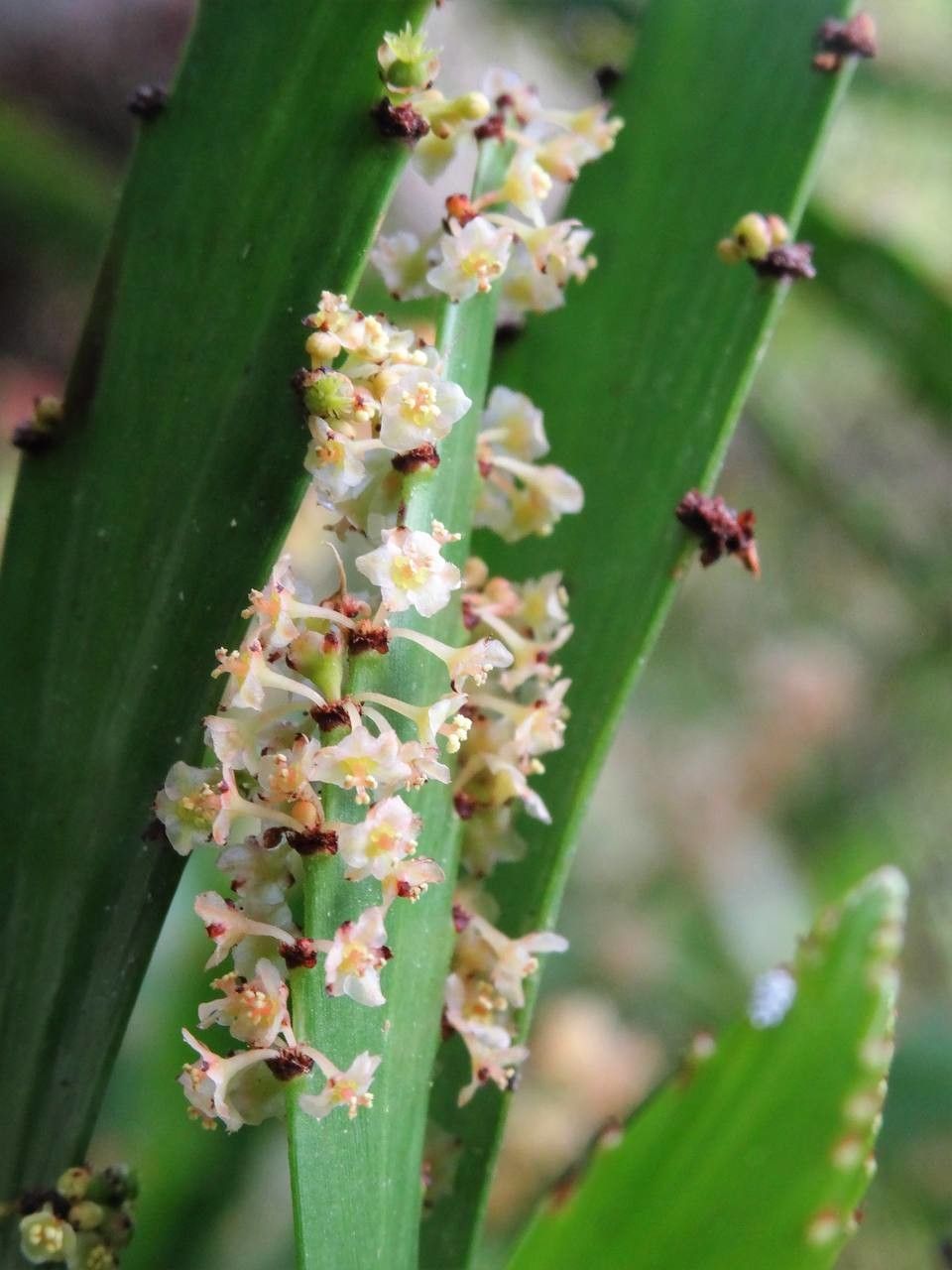 Phyllanthus epiphyllanthus fruit