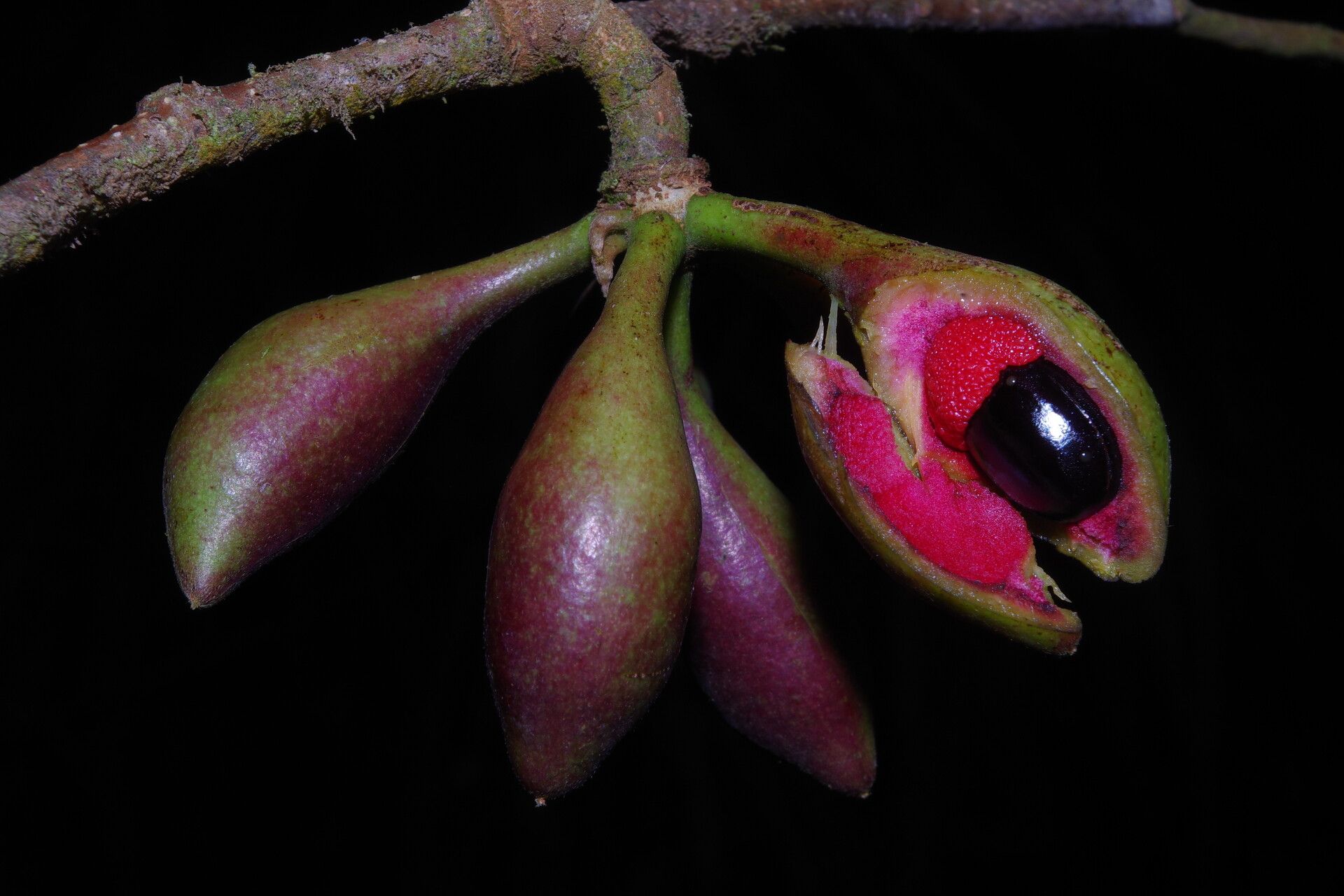 Xylopia africana fruit