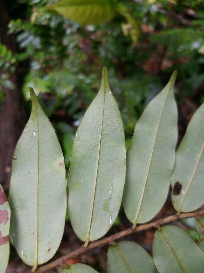 Xylopia pulcherrima leaf