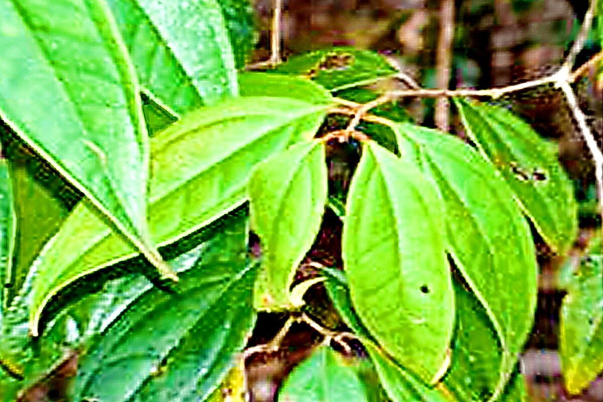 Rhodomyrtus pervagata — related species from the same genus