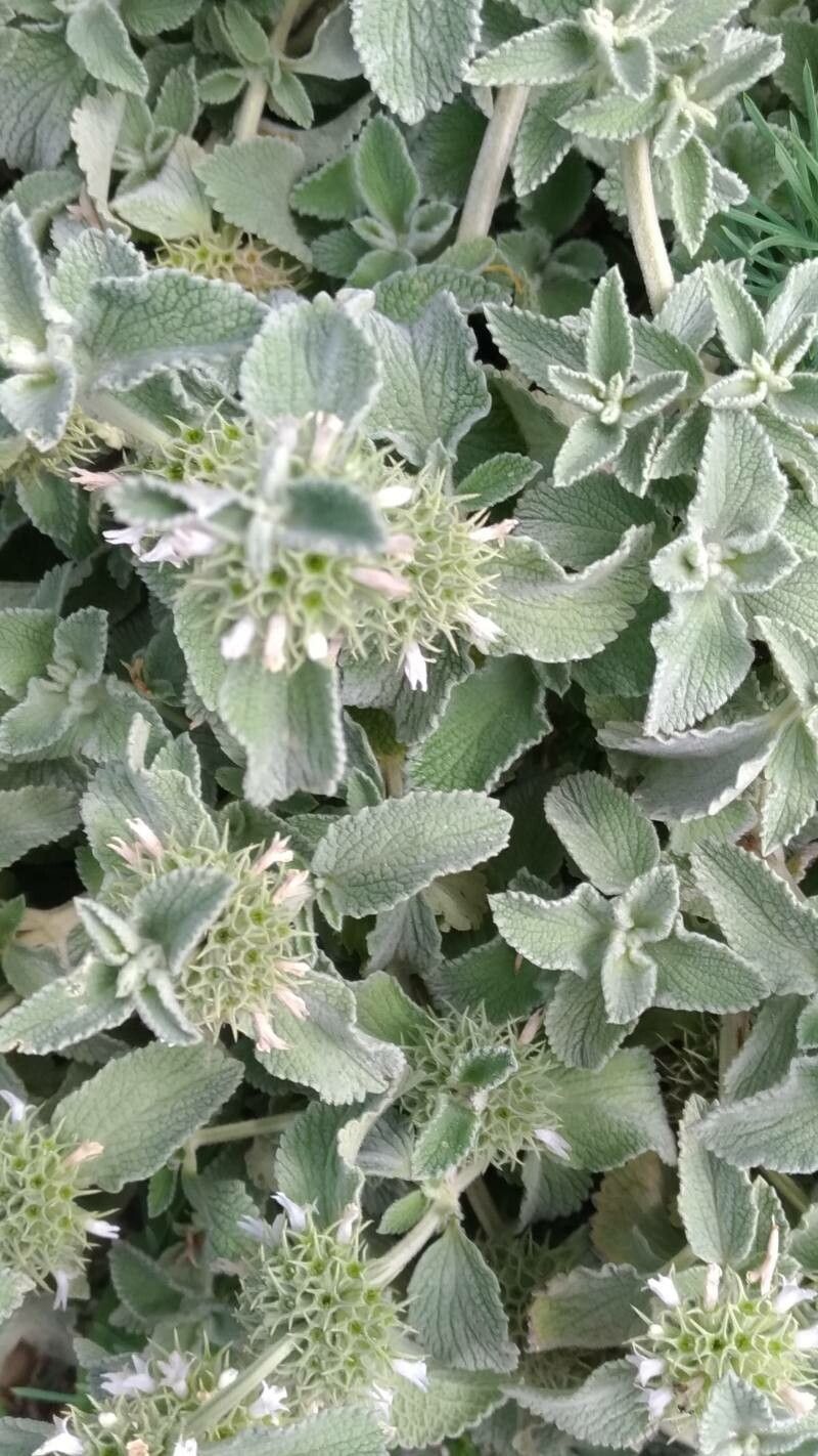 Marrubium incanum — related species from the same genus