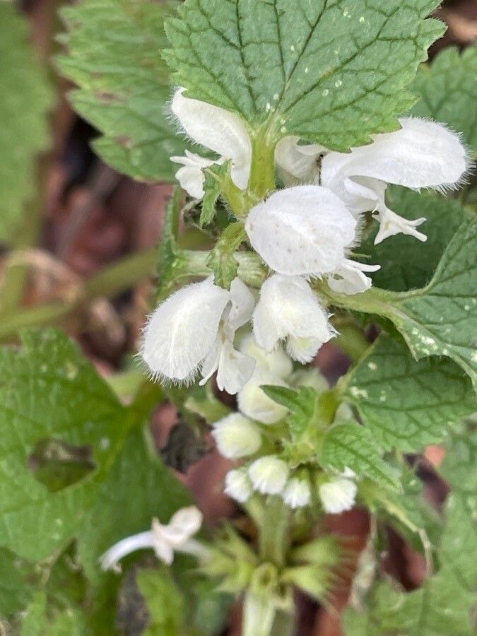 Lamium album flower