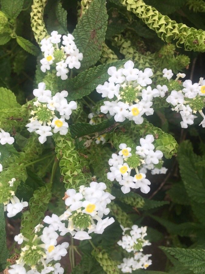 Lantana undulata flower