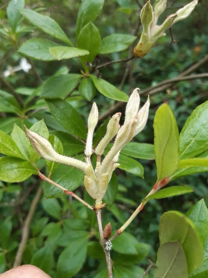 Rhododendron viscosum flower