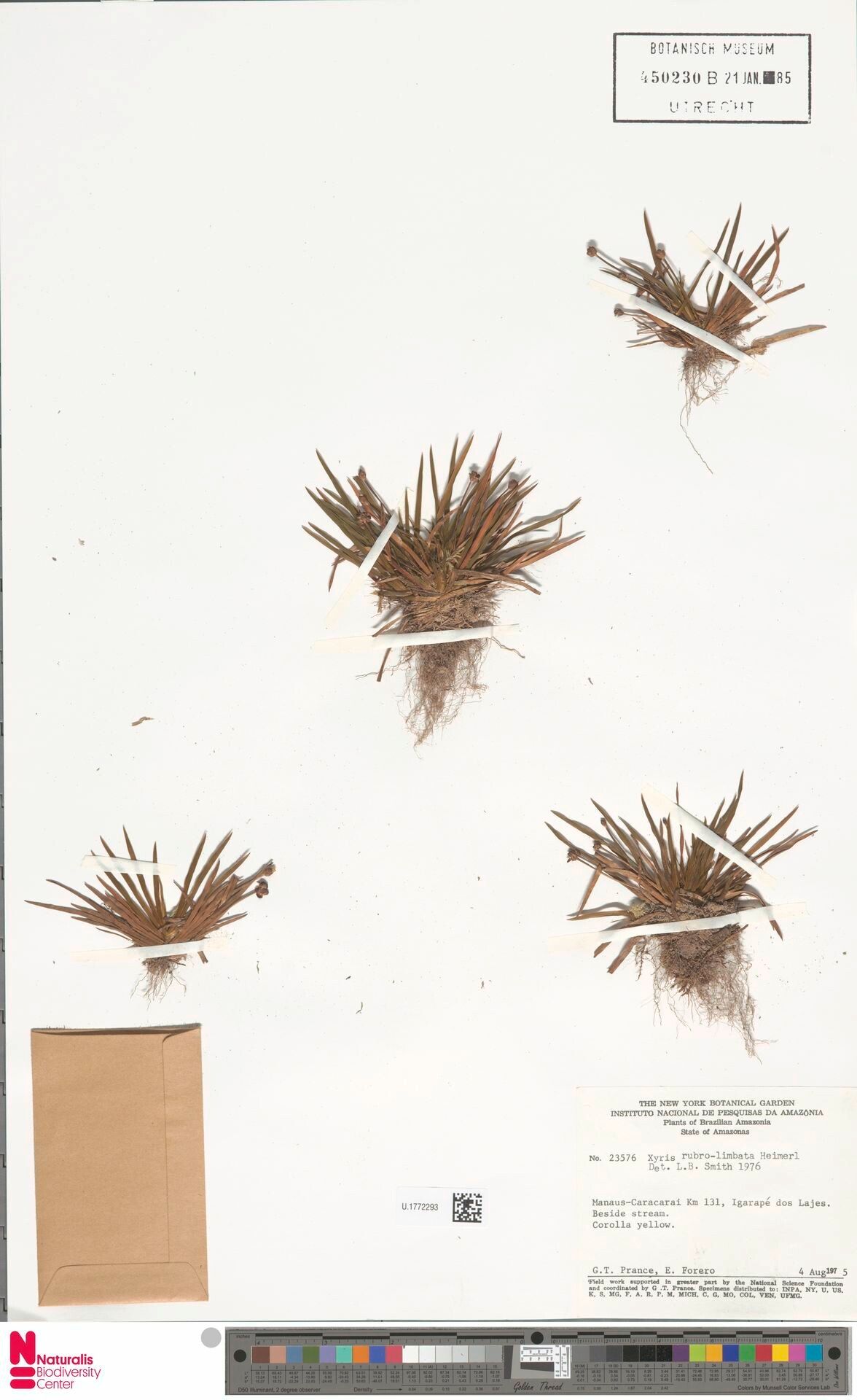 Xyris rubrolimbata — search result for 'Xyris'