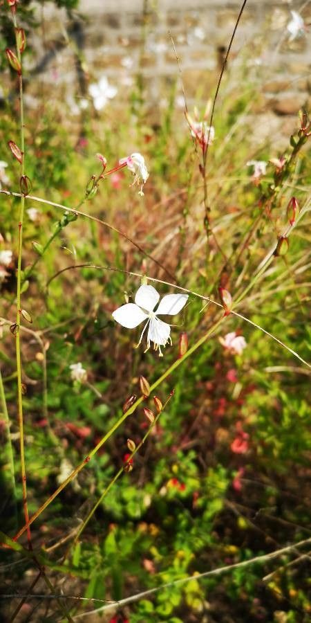 Gaura demareei flower