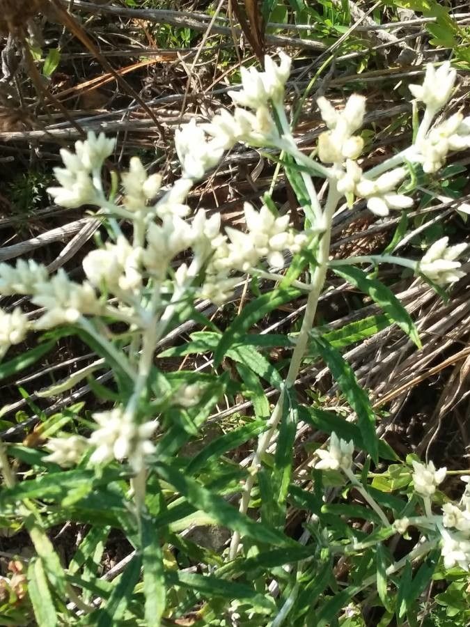 Pseudognaphalium leucocephalum — search result for 'Pseudognaphalium'