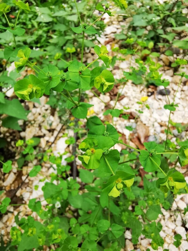 Euphorbia stricta leaf