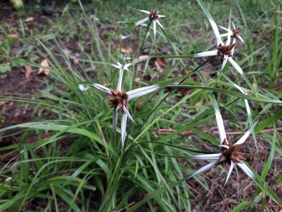 Rhynchospora nervosa fruit