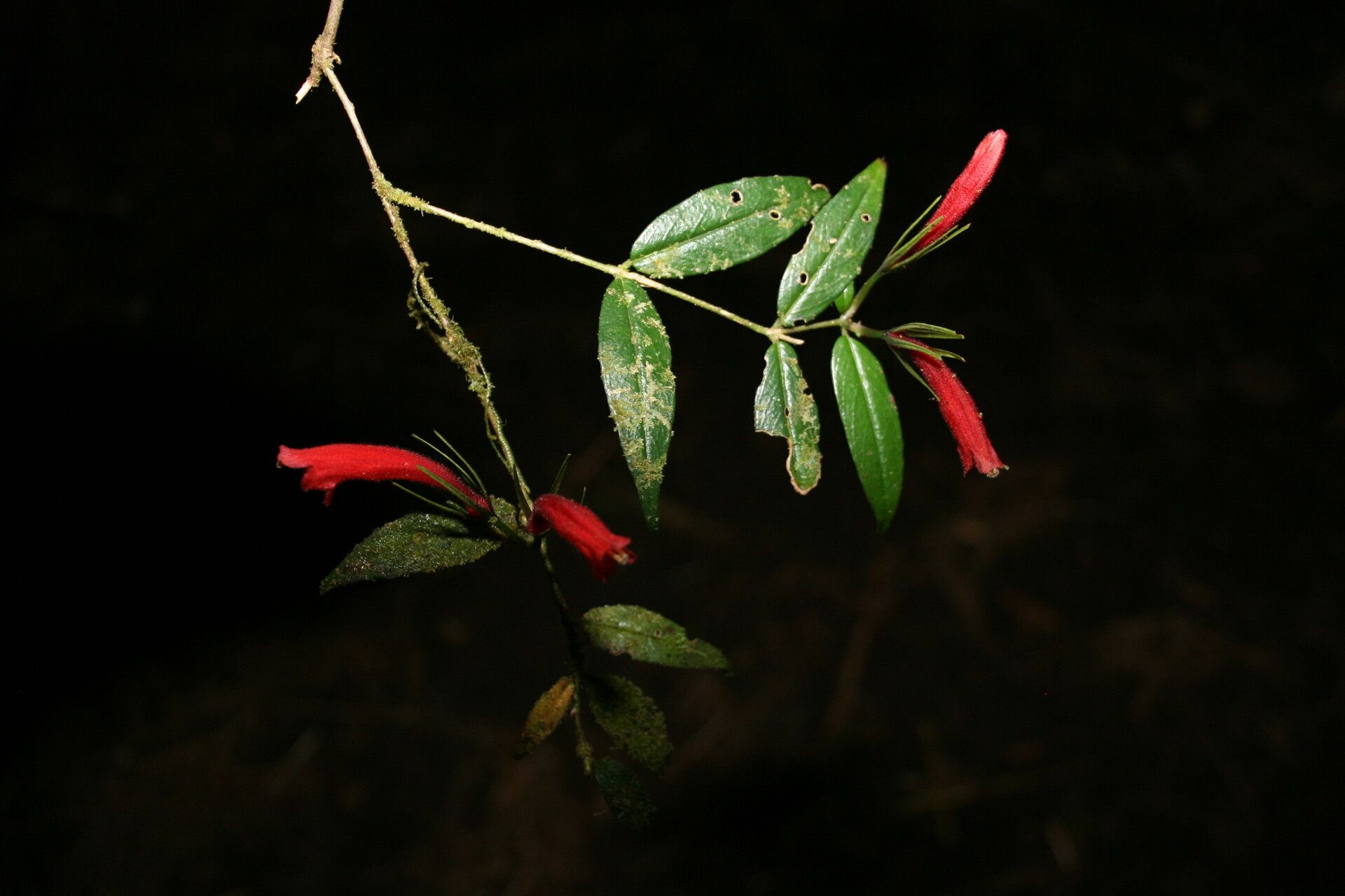 Aeschynanthus calanthus other