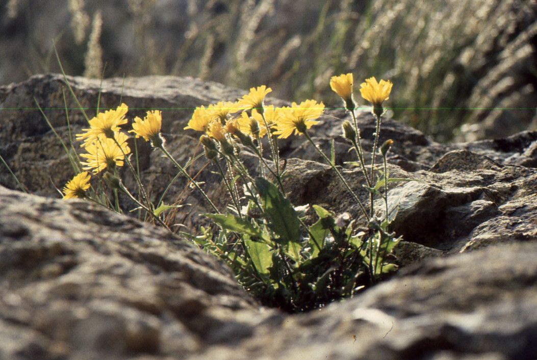 Hieracium humile habit