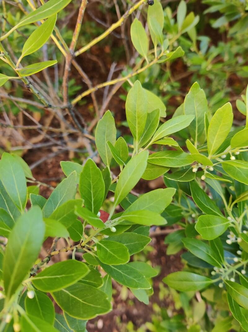 Ilex glabra