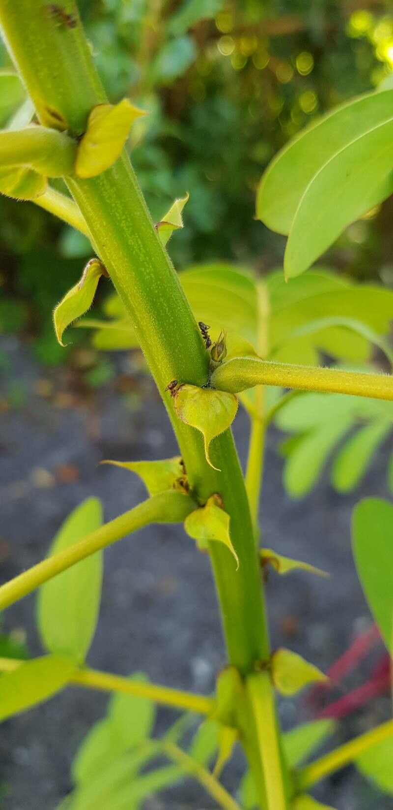 Senna didymobotrya bark