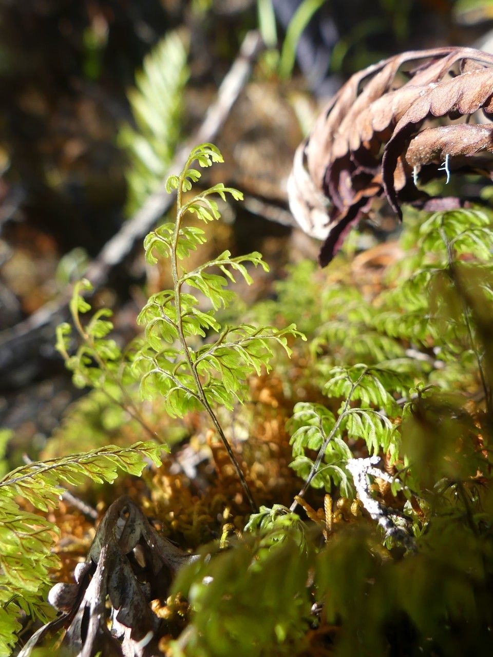 Hymenophyllum inaequale leaf