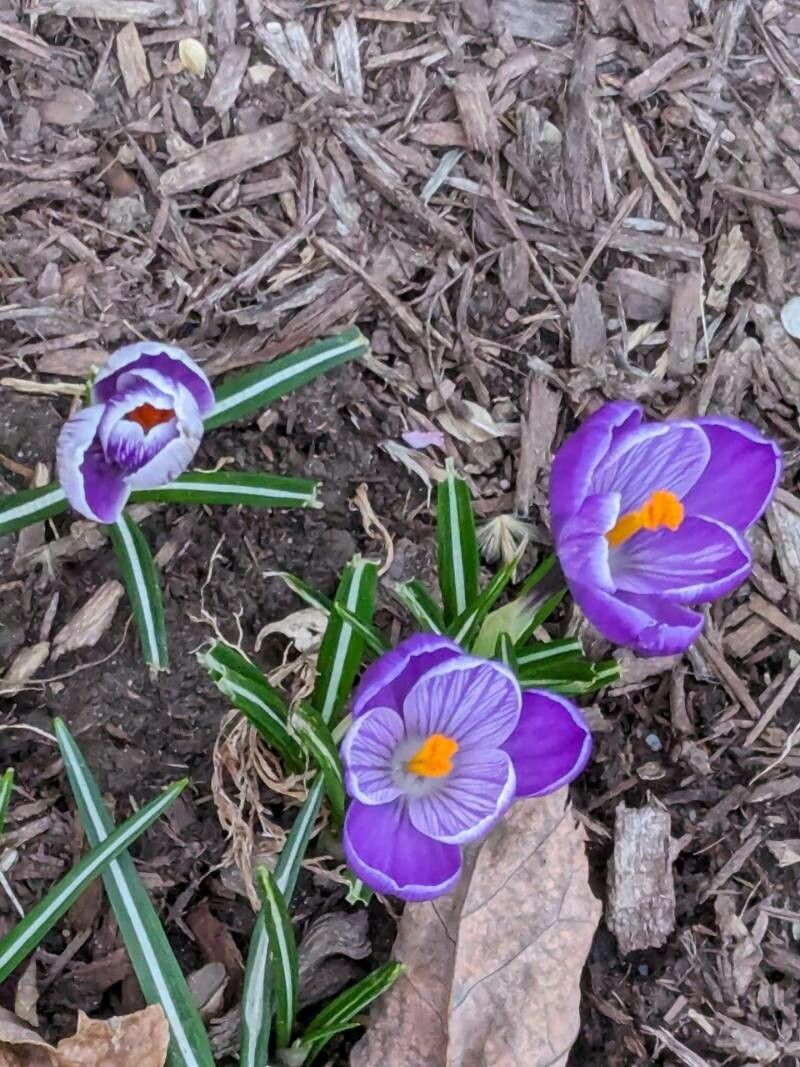 Crocanthemum arenicola flower