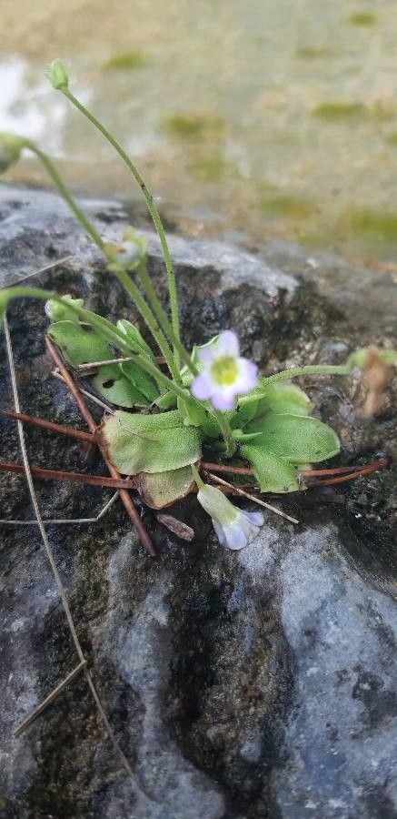 Pinguicula crystallina leaf