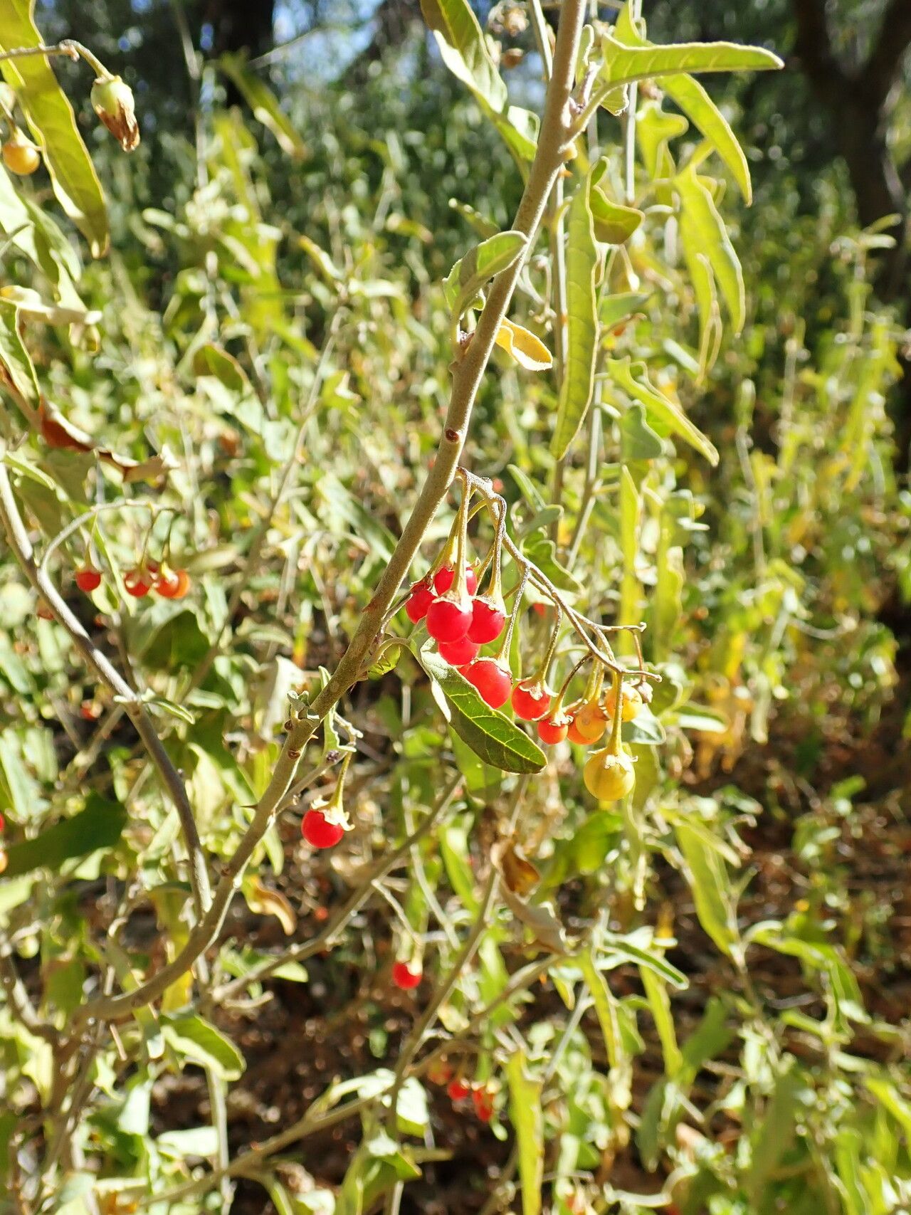 Solanum chenopodinum — houseplant care guide