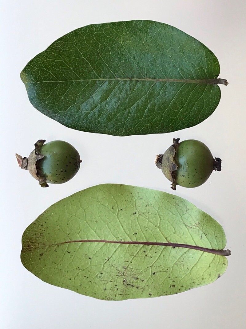 Diospyros leucomelas — houseplant care guide