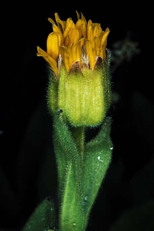 Arnica fulgens flower