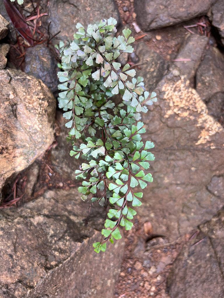 Odontosoria alutacea — related species from the same genus