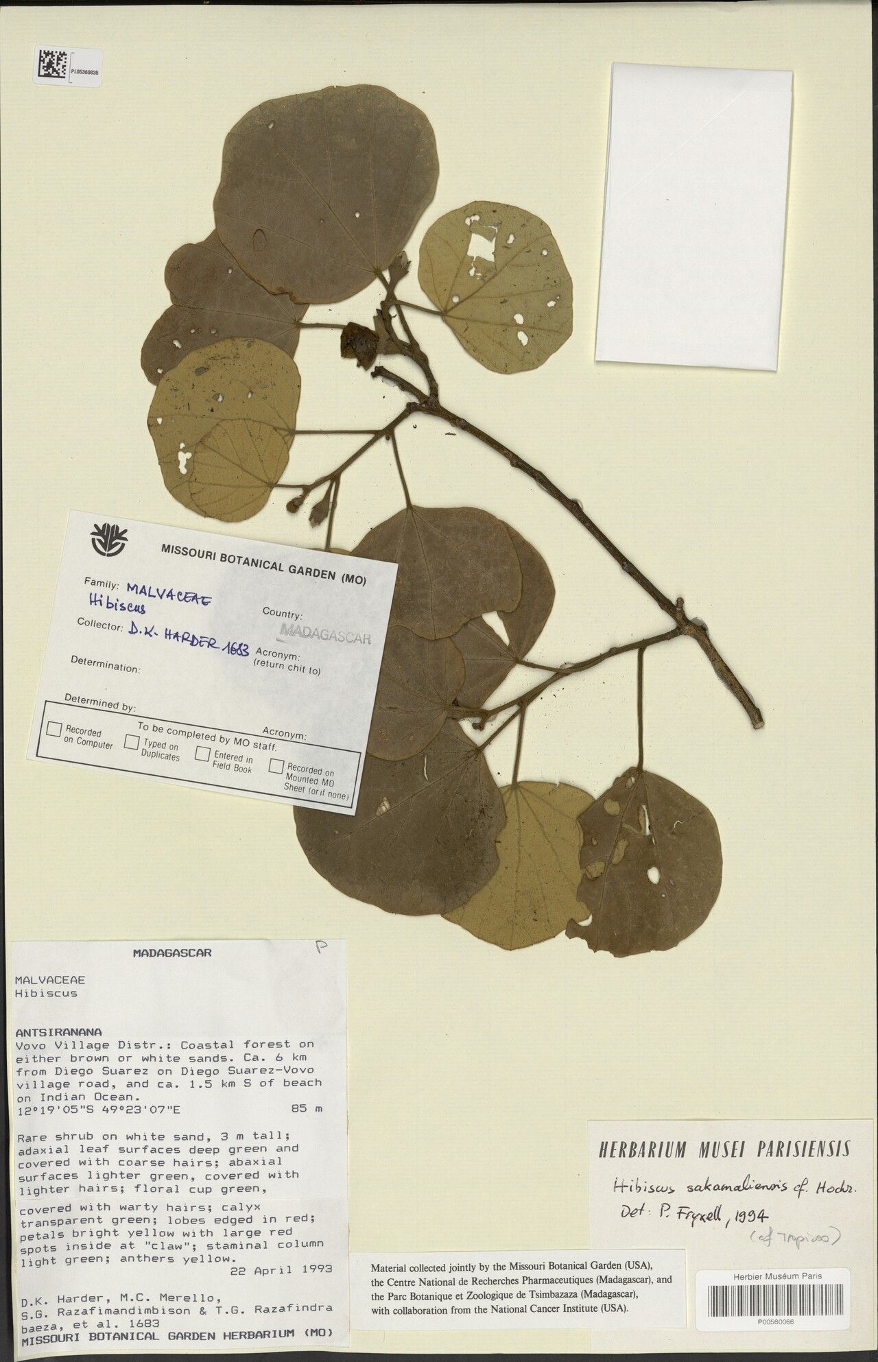 Hibiscus sakamaliensis — houseplant care guide