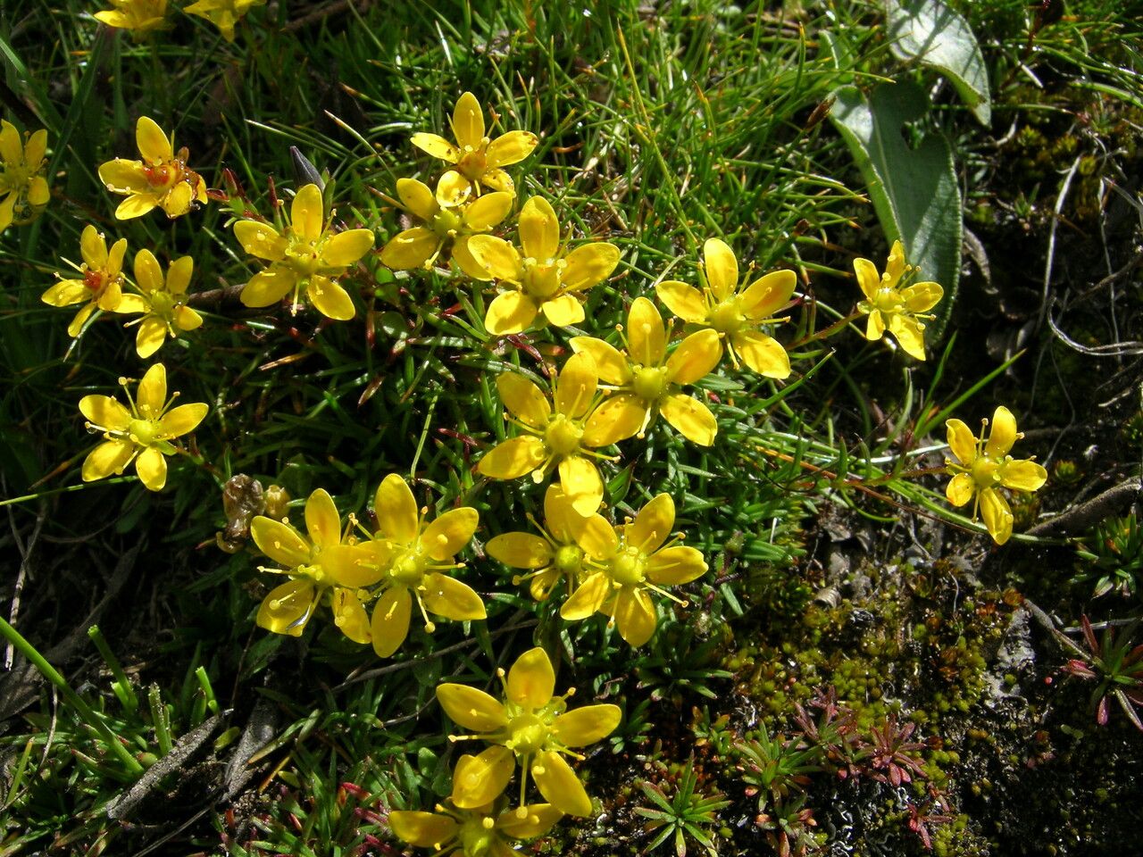 Saxifraga aristulata habit