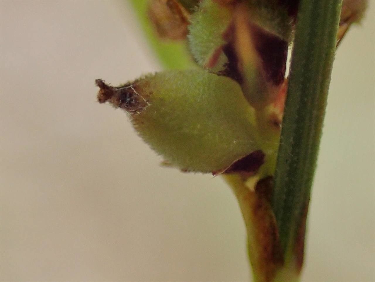 Carex filiformis fruit