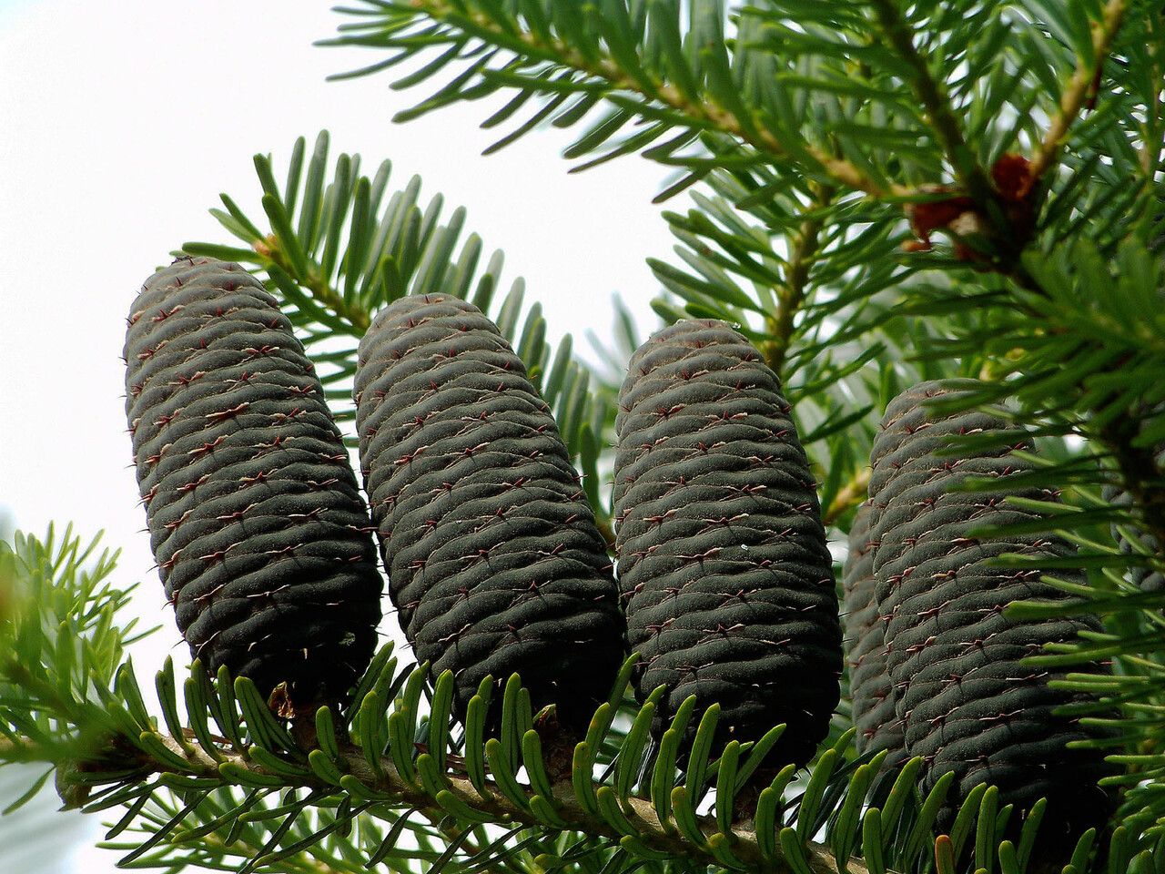 Abies sibirica fruit