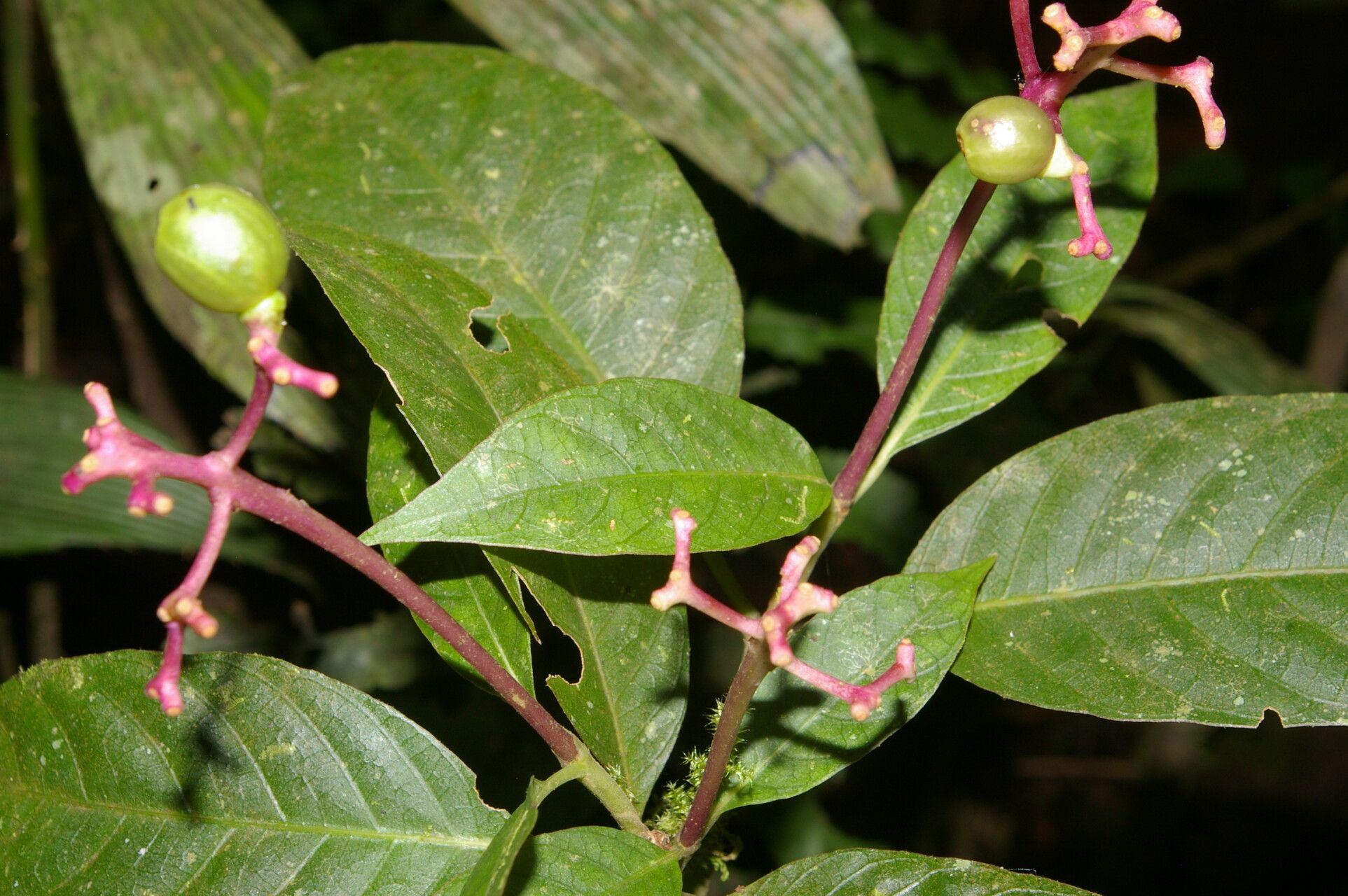 Palicourea alajuelensis flower
