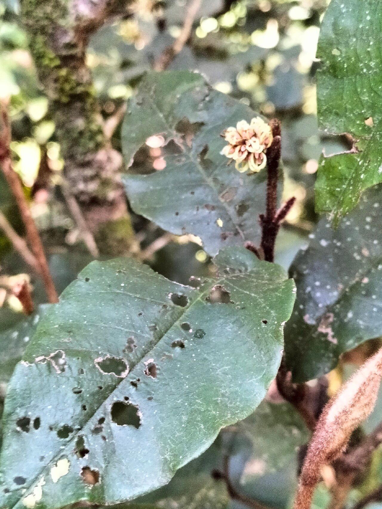 Trichocladus crinitus — related species from the same genus